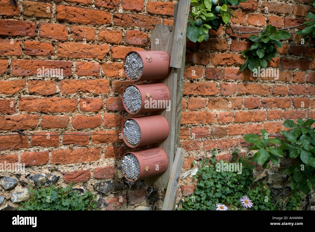 Boîtes de nidification Red Mason Bee Osmia rufa dans le jardin clos Banque D'Images