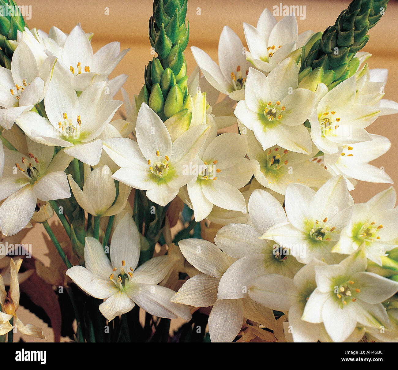 Gros plan bouquet de fleurs de l'étoile de bethléem Banque D'Images