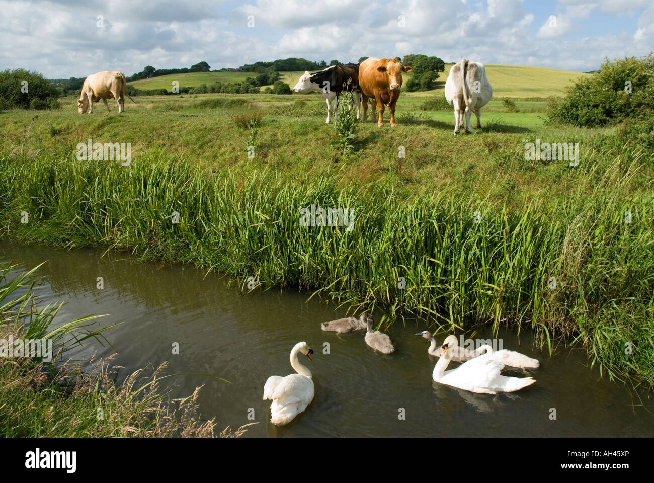 Les vaches avec des cygnes et cygnets sur Flux de moulin à eau en Combe Haven Valley East Sussex Banque D'Images