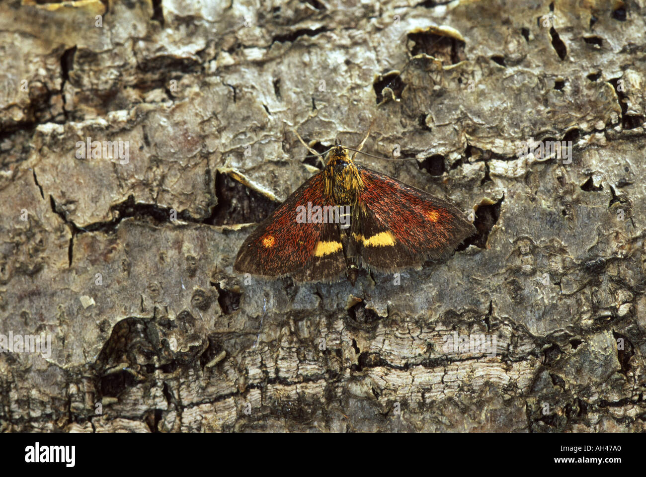 Micro lépidoptère Pyrausta aurata Banque D'Images