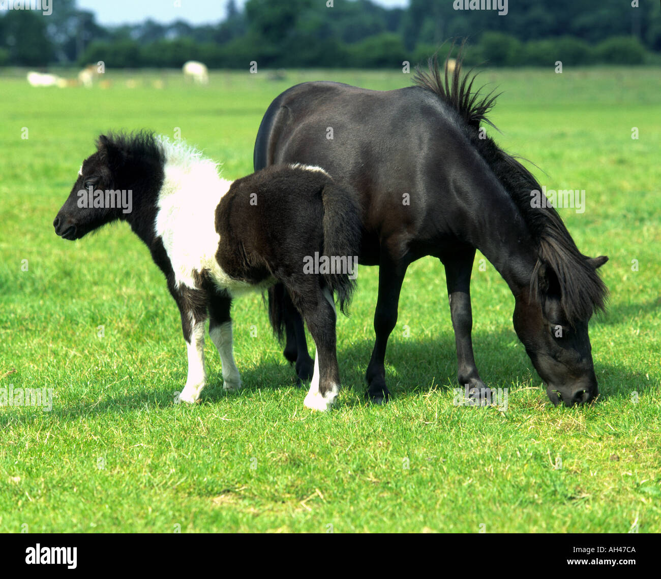 Le Lincolnshire UK cheval Miniature et son poulain Falabella Banque D'Images