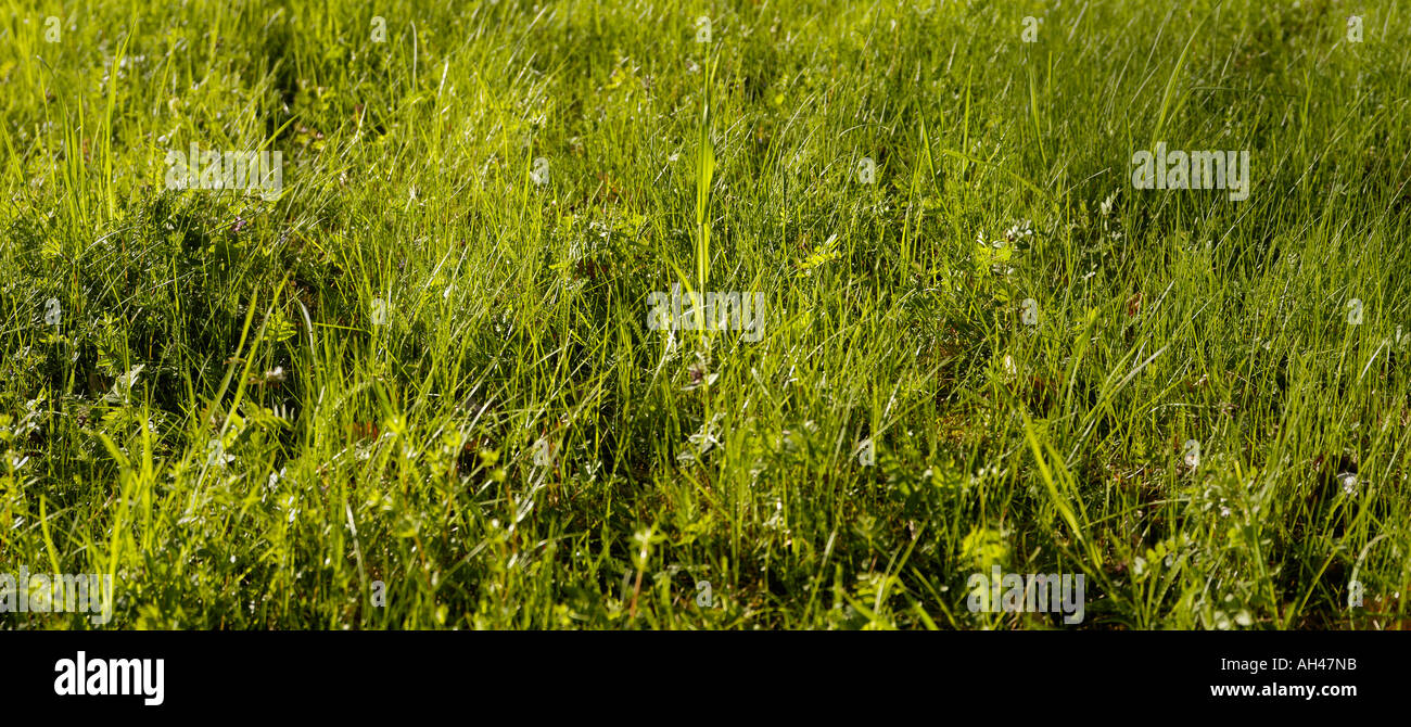 Lushing pelouse, Suède Banque D'Images