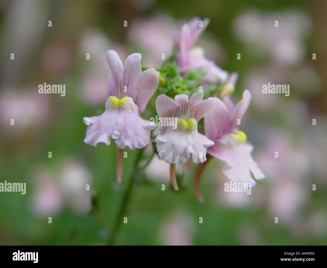 Nemesia denticulata Confetti formulaire rose Hardy Banque D'Images