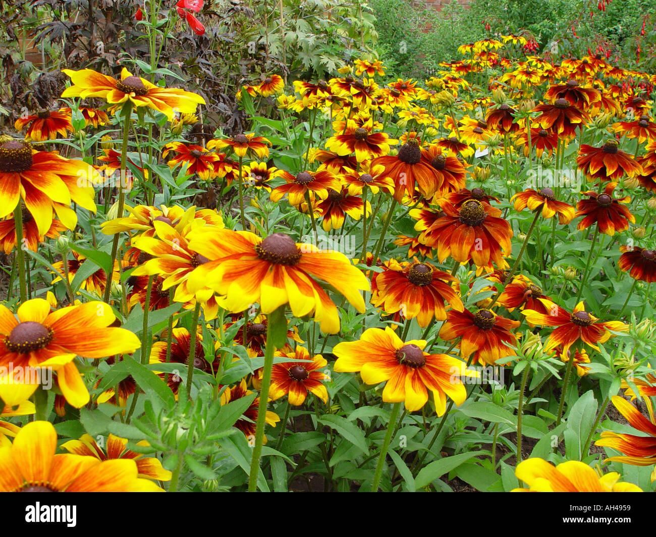Rudbeckia hirta vivace rustique frontière jardin nain Photo Stock - Alamy