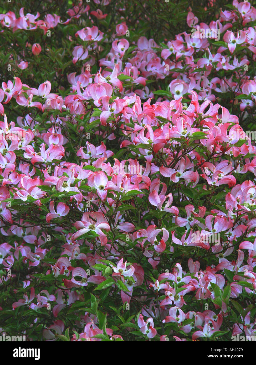 Cornus Florida Rubra Jardin Arbuste à Fleurs De Printemps