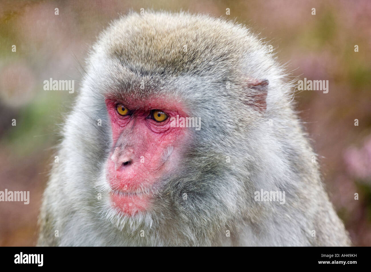 Macaque japonais Snow Monkey Banque D'Images