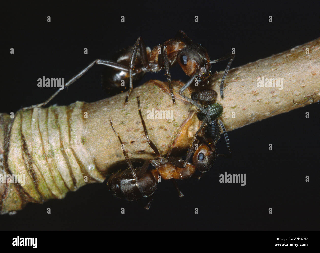 Les fourmis des bois rouges quelques aphides en soins infirmiers Banque D'Images