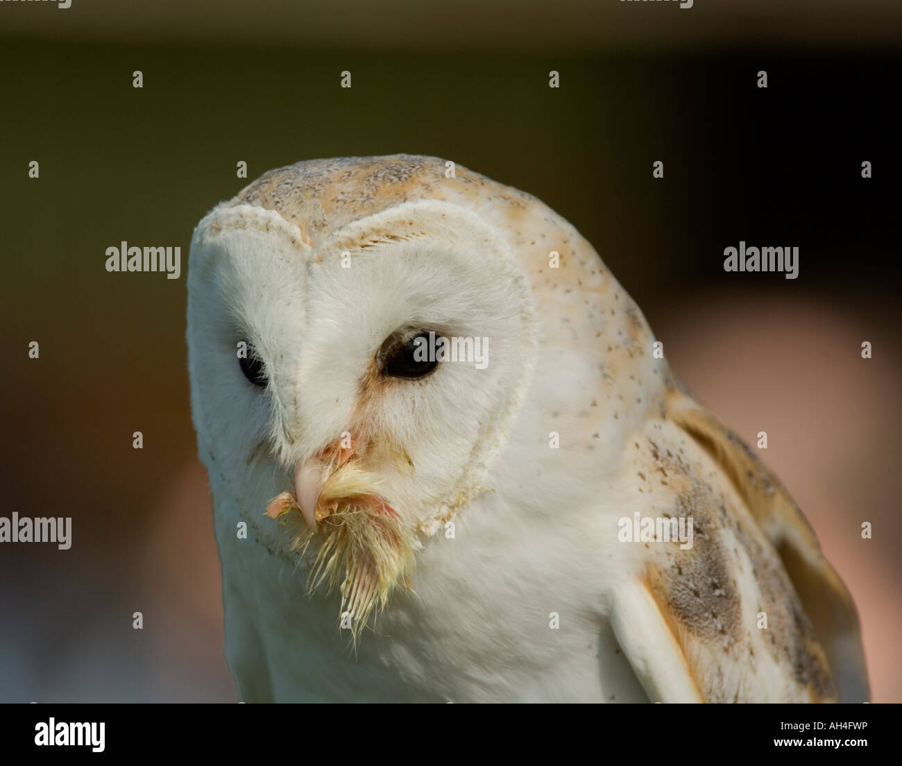 Effraie des clochers (Tyto alba) manger un poussin, UK Banque D'Images