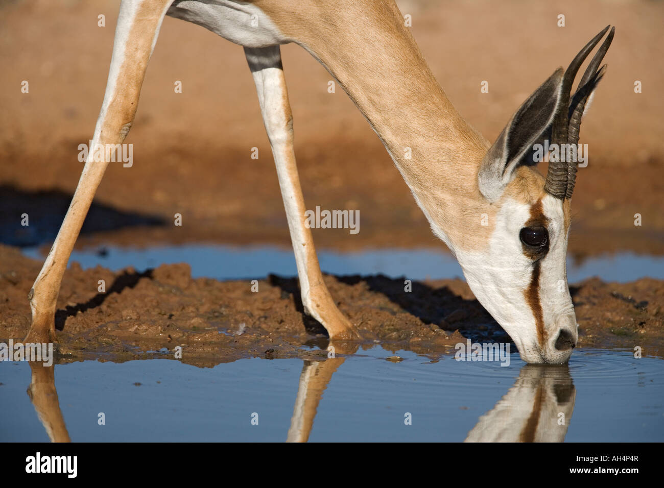 Antidorcas marsupialis Springbok boire Parc transfrontalier de Kgalagadi en Afrique du Sud Banque D'Images