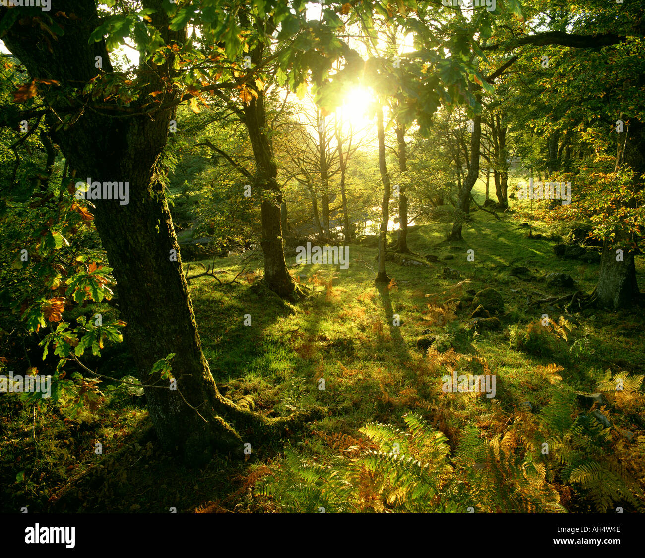 GB - Pays de Galles : le Parc National de Snowdonia Forest Banque D'Images