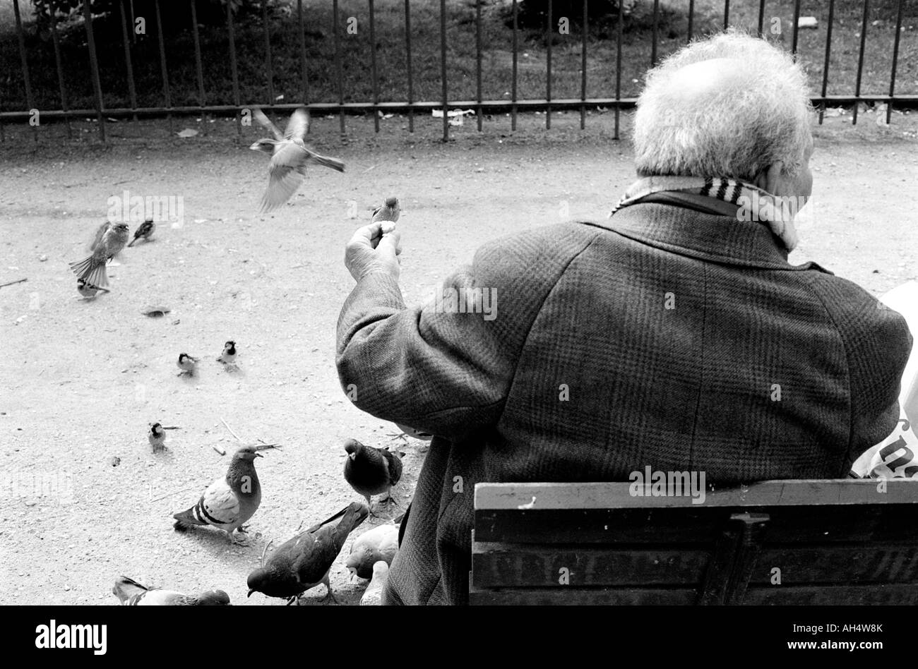 Paris France l'alimentation de l'homme oiseau dans le Jardin des Plantes, Paris, France. Photo en noir et blanc. Banque D'Images