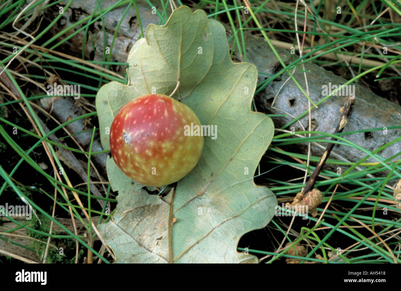 Gall, cerisier ou chêne blanc apple, sur une feuille de chêne. Banque D'Images