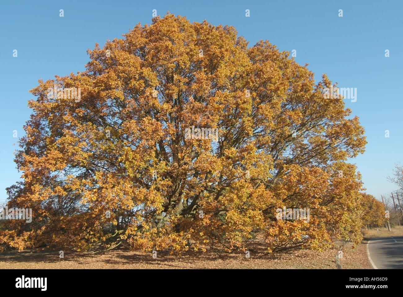 Fryerning près de Ingatestone Essex grand chêne automne Banque D'Images