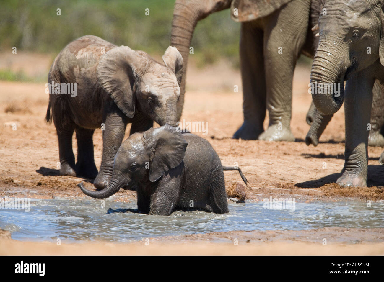 L'éléphant d'Afrique Loxodonta africana veau dans l'eau Addo Elephant National Park, Afrique du Sud Banque D'Images