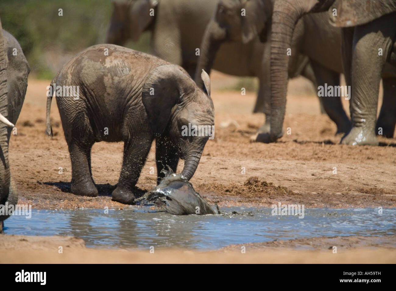 L'éléphant d'Afrique Loxodonta africana veau dans l'eau Addo Elephant National Park, Afrique du Sud Banque D'Images