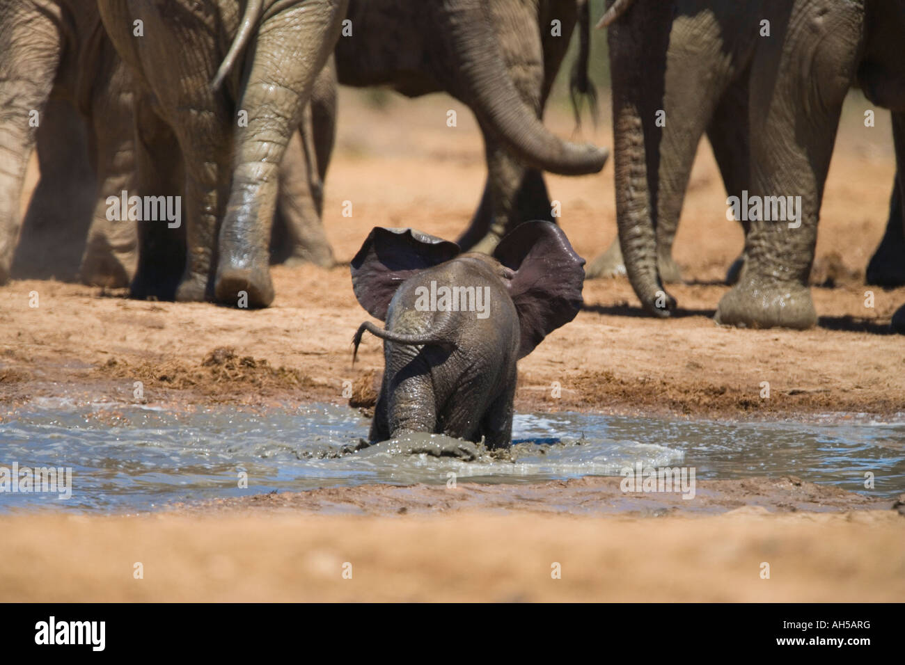 L'éléphant d'Afrique Loxodonta africana veau dans l'eau Addo Elephant National Park, Afrique du Sud Banque D'Images