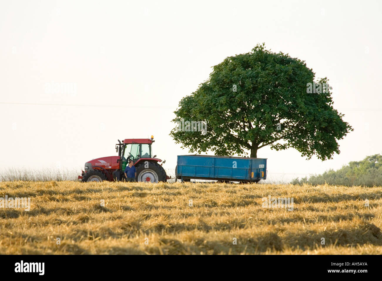Un tracteur et remorque à un champ de blé pendant la récolte dans le Suffolk, UK Banque D'Images