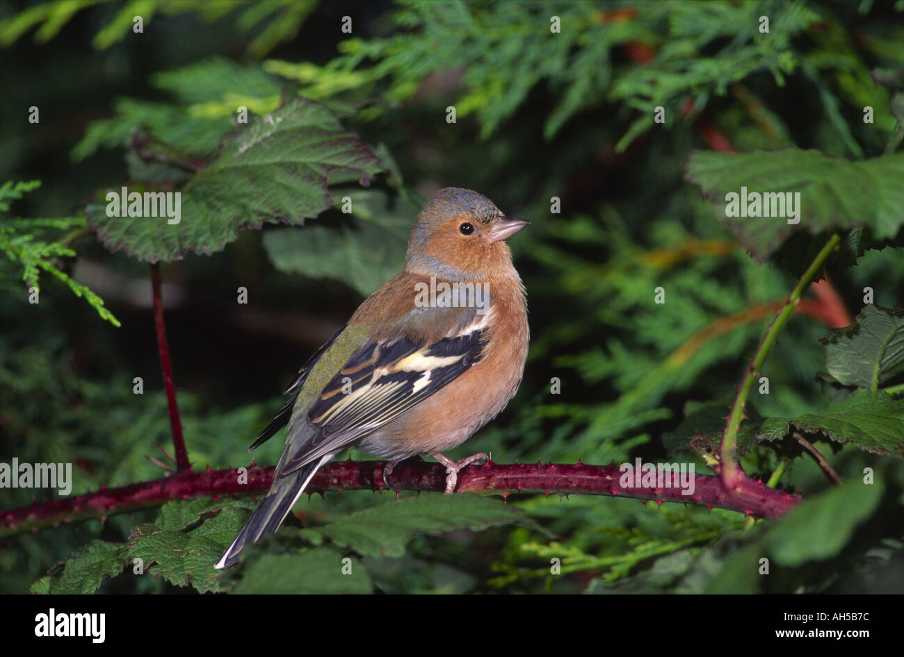 Caffinch Fringilla coelebs IPF 1001 Banque D'Images