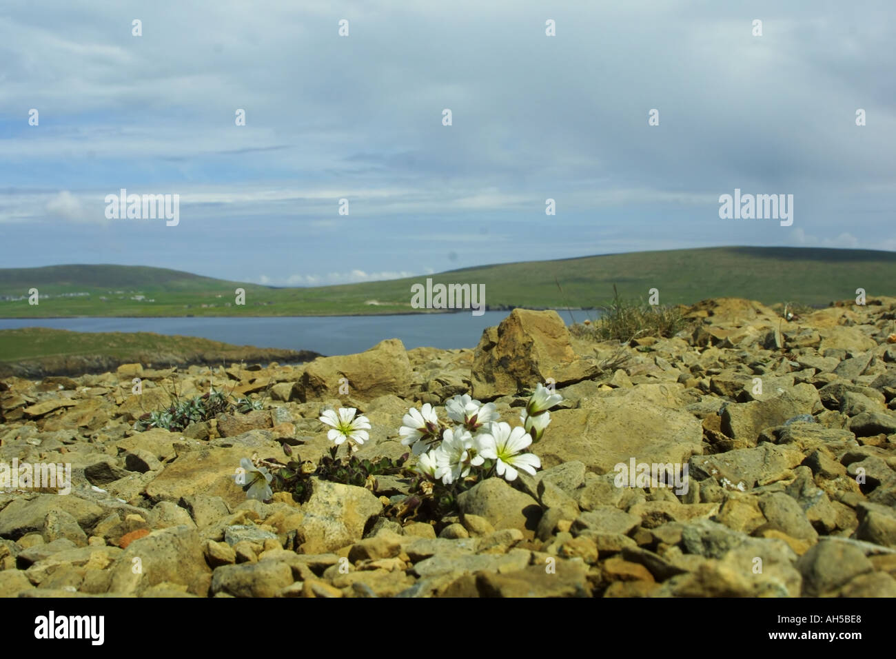 S Cerstrium Edmondston Mouron Nigrescens au vif des îles Shetland Unst Hamar Banque D'Images