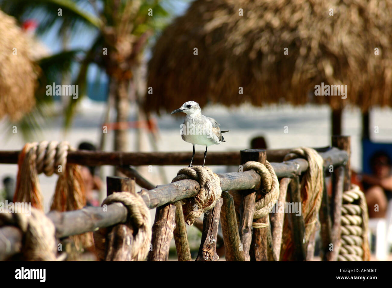 Seagull stnading sur une clôture dans une plage à Panama Amérique Centrale Banque D'Images