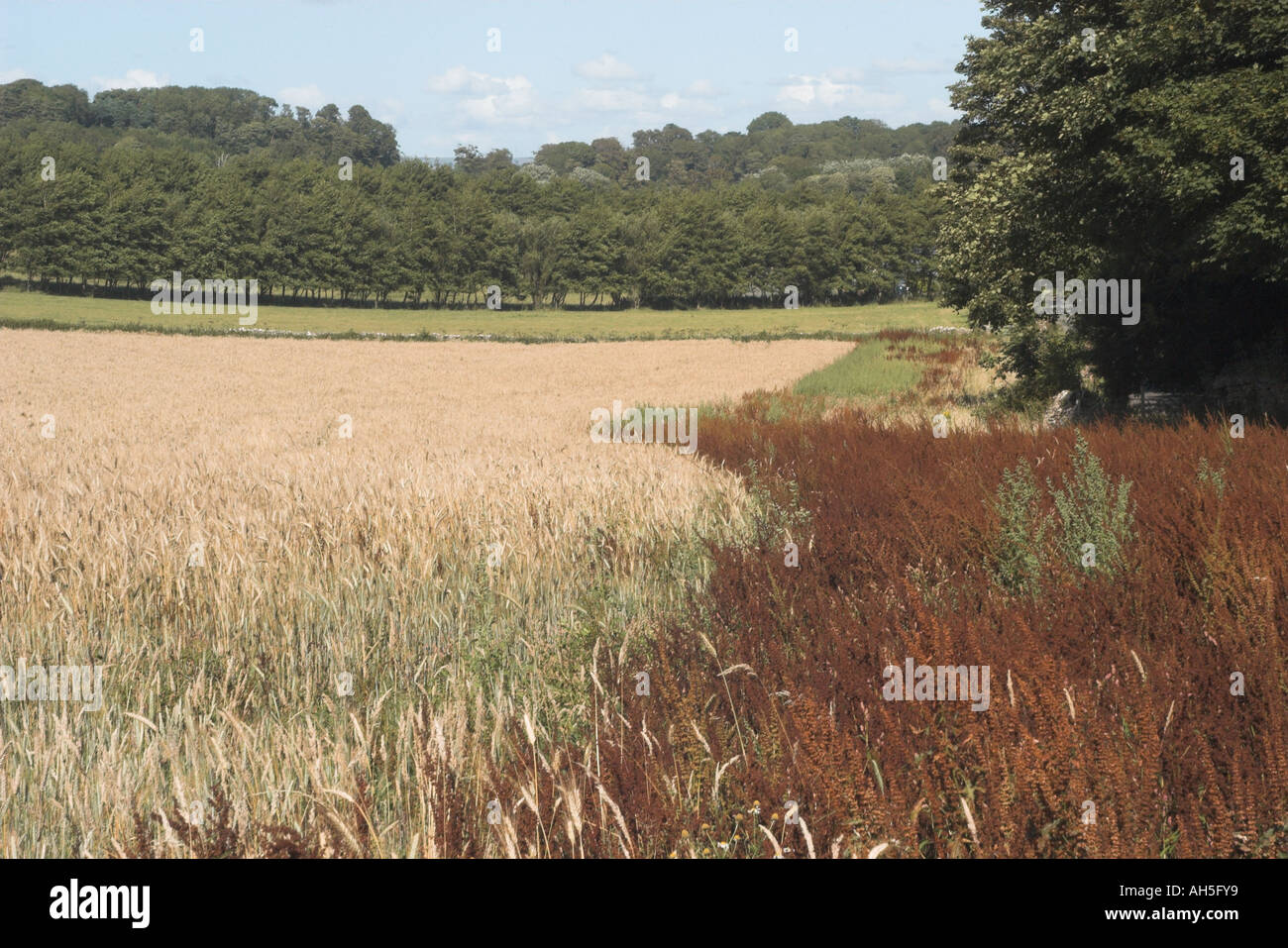 La mise en réserve, d'une bande au bord du champ de maïs. Banque D'Images