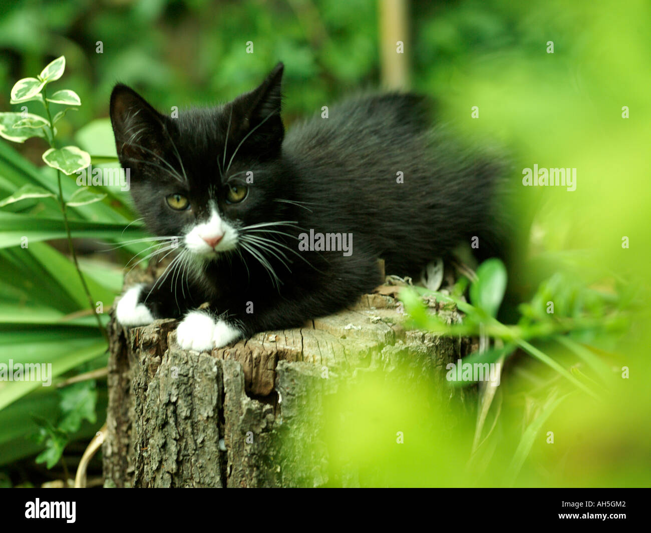Neuf semaines chaton noir et blanc sur un journal Banque D'Images