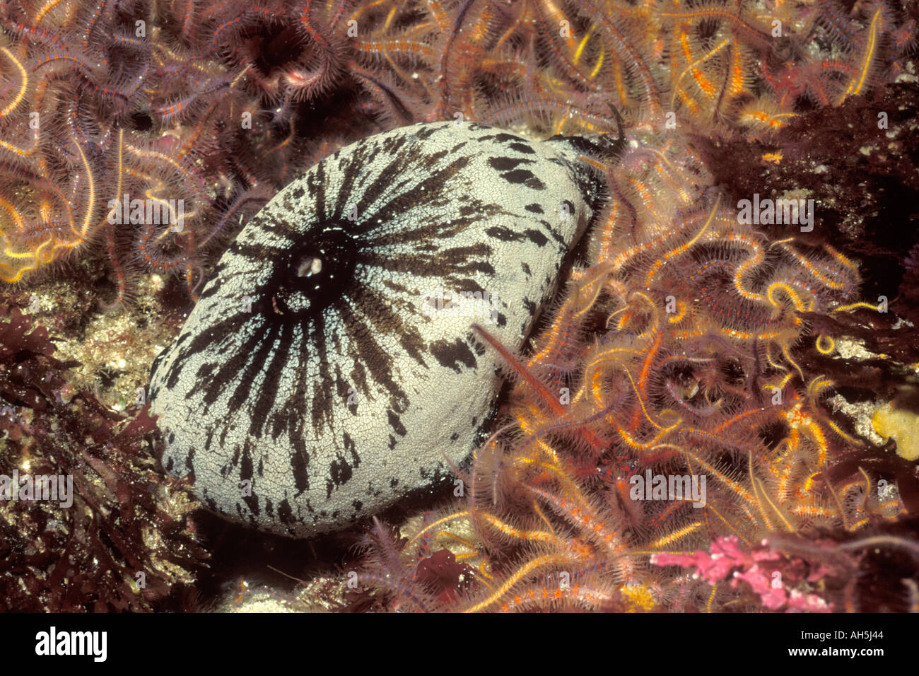 Limpet Keyhole fragile avec l'étoile de mer Margathura sp Santa Barabara Island Californie Banque D'Images