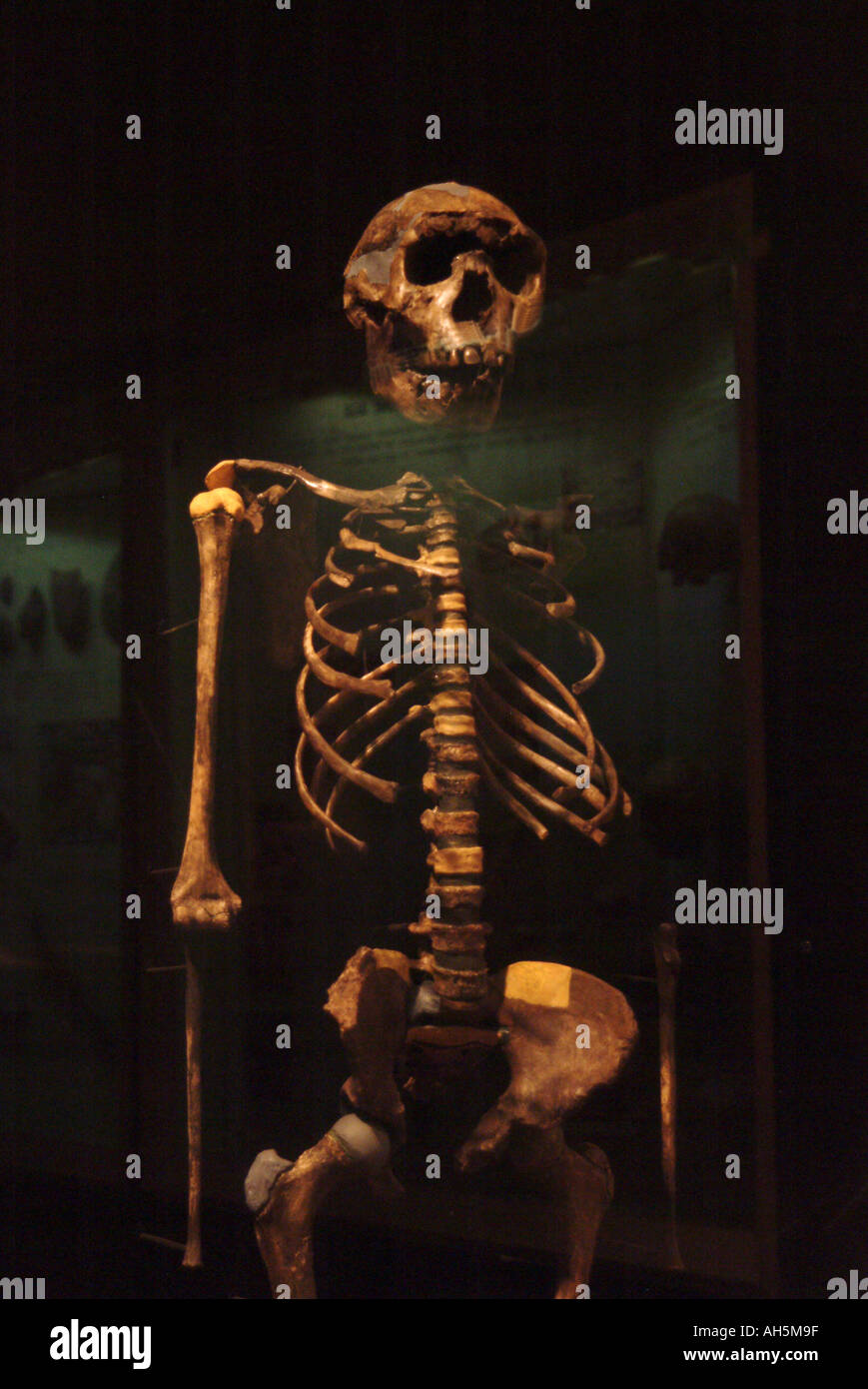 Squelette de garçon de Turkana, Homo Erectus, 16 millions d'années trouvés par le Dr. Richard Leakey près du lac Turkana, au Kenya. Banque D'Images