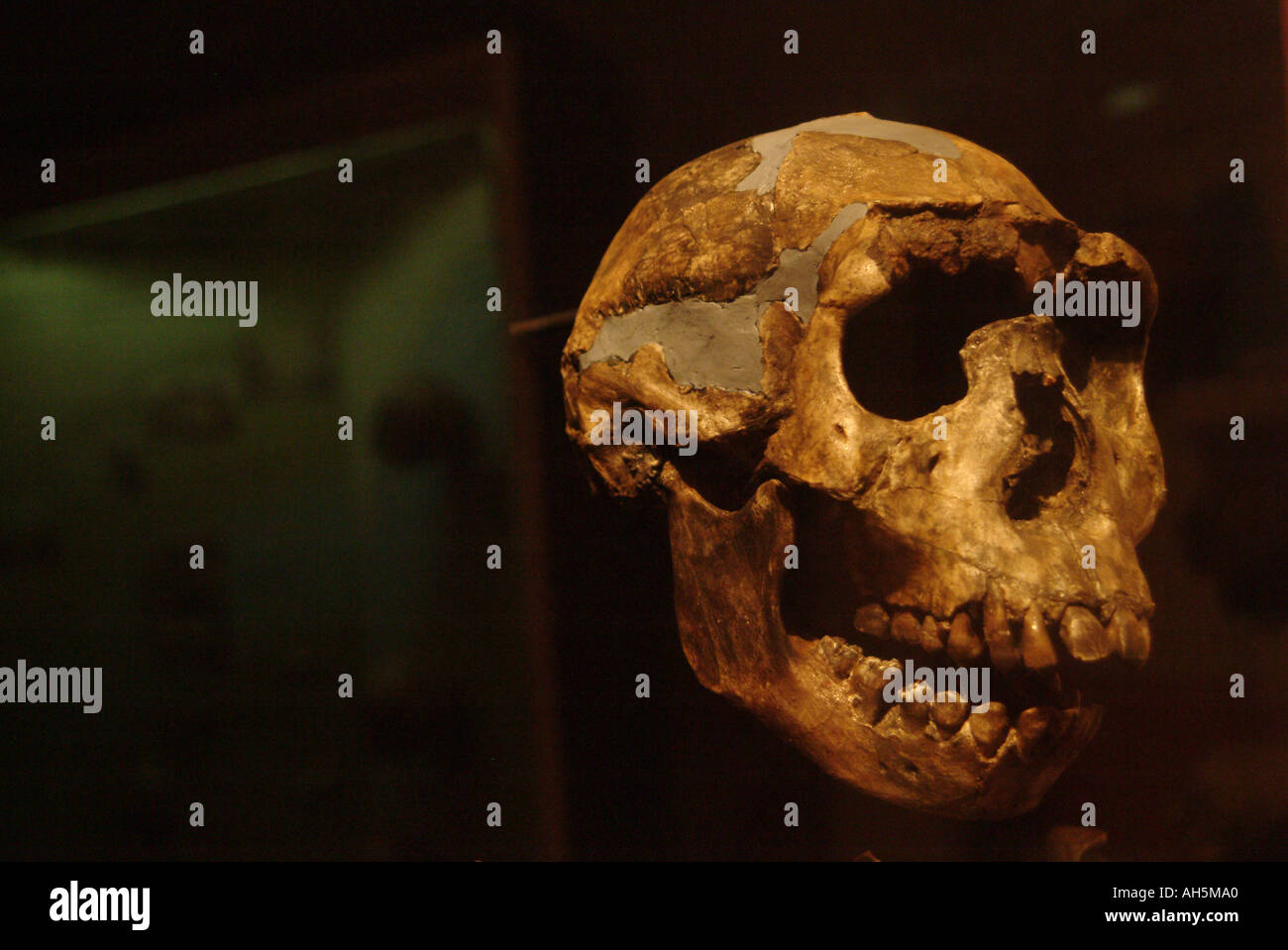 Squelette de garçon de Turkana, Homo Erectus, 16 millions d'années trouvés par le Dr. Richard Leakey près du lac Turkana, au Kenya. Banque D'Images