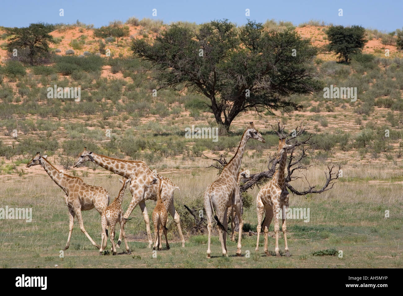 Girafe Giraffa camelopardalis Parc transfrontalier de Kgalagadi en Afrique du Sud Banque D'Images