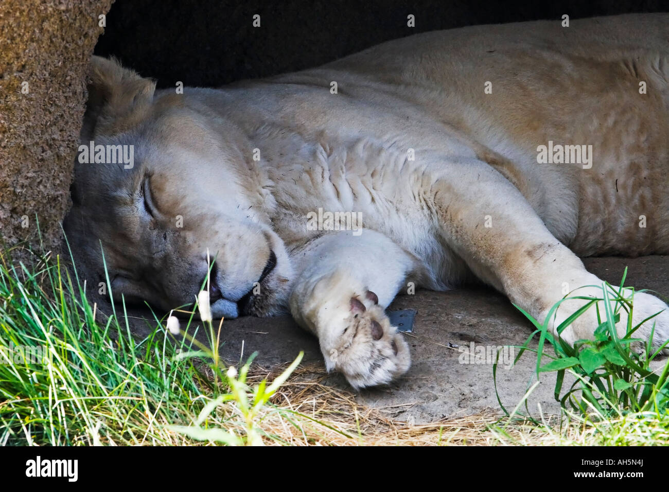 Une femme l'African Lion Panthera leo krugeri reposant dans le zoo de Philadelphie, PA Banque D'Images