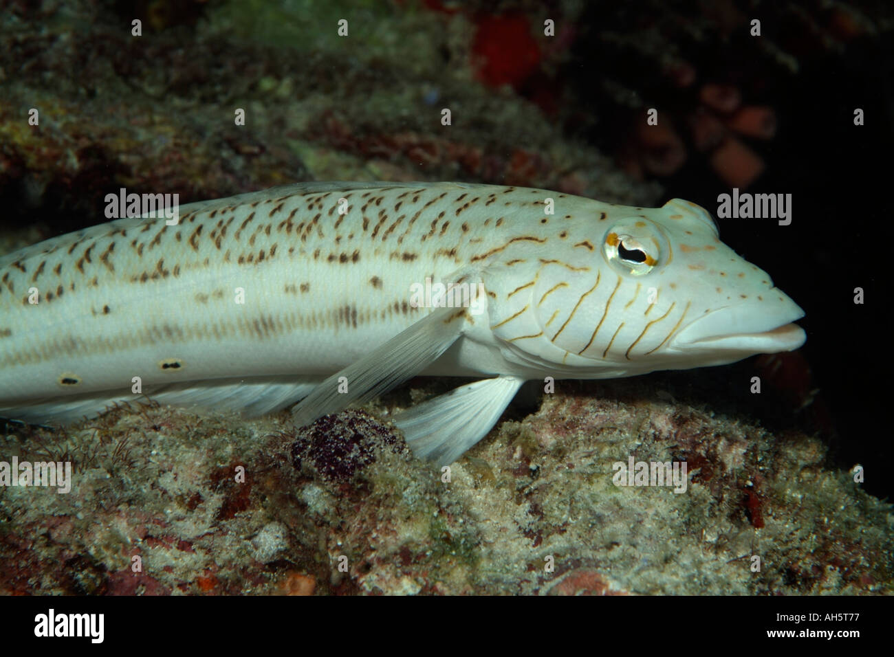 Grubfish hexophthalma Blacktail (Parapercis) attend sur un rocher Banque D'Images