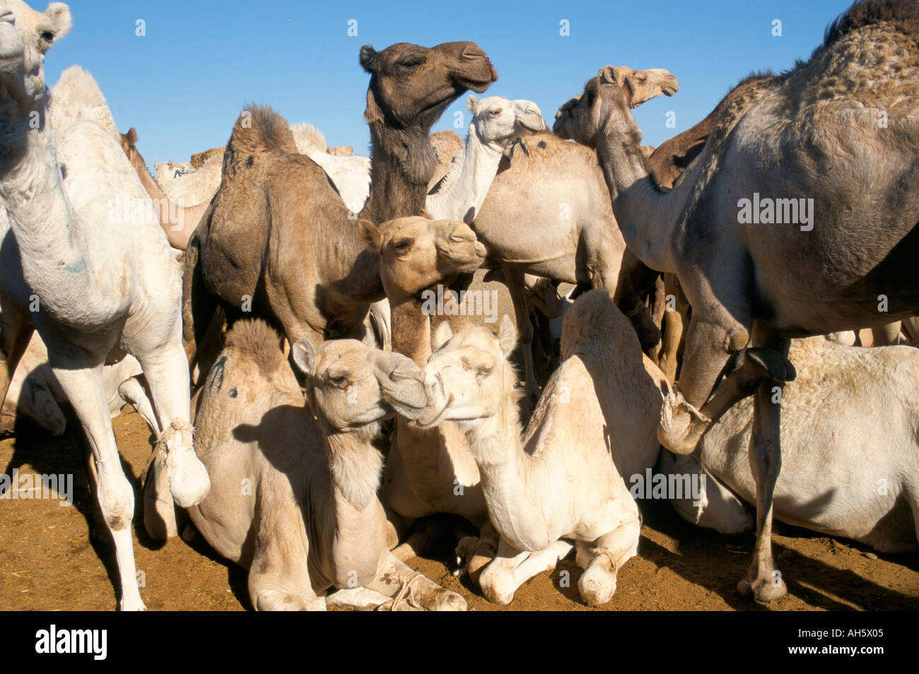 Les chameaux en vente marché aux chameaux marché du vendredi Le Caire ...