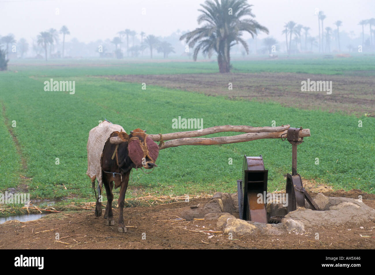 L'irrigation par sakiya avec ox la moyenne Égypte Fayoum Egypte Afrique du Nord Afrique Banque D'Images