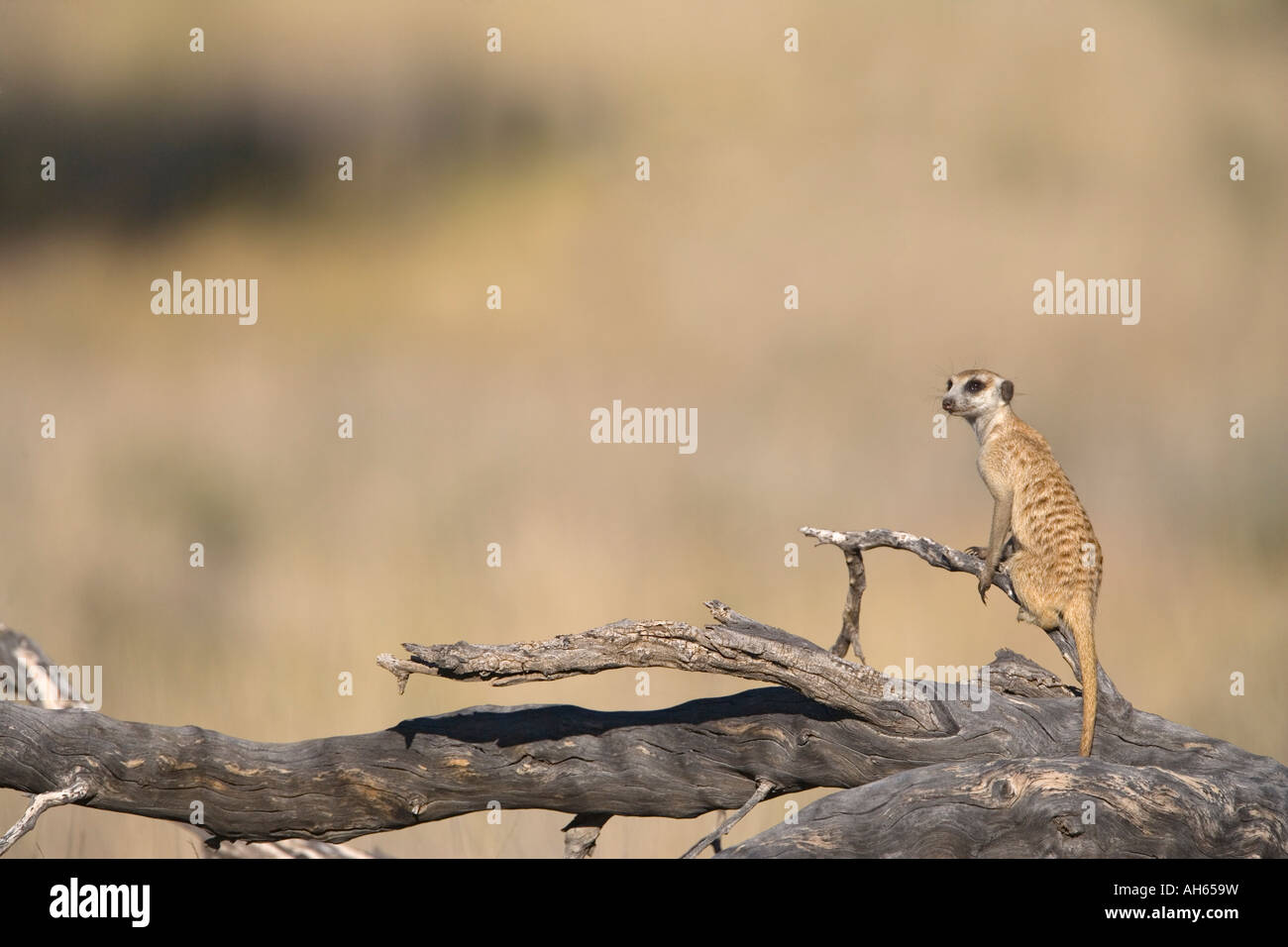 Meerkat Suricata suricatta sentry Parc transfrontalier de Kgalagadi en Afrique du Sud Banque D'Images