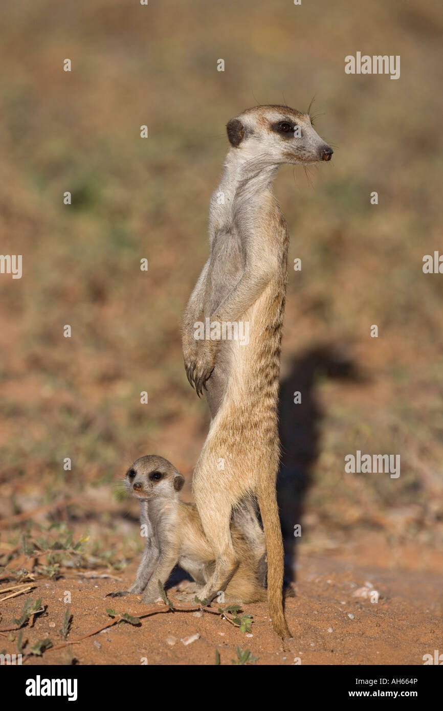Meerkat Suricata suricatta avec de jeunes Parc transfrontalier de Kgalagadi en Afrique du Sud Banque D'Images
