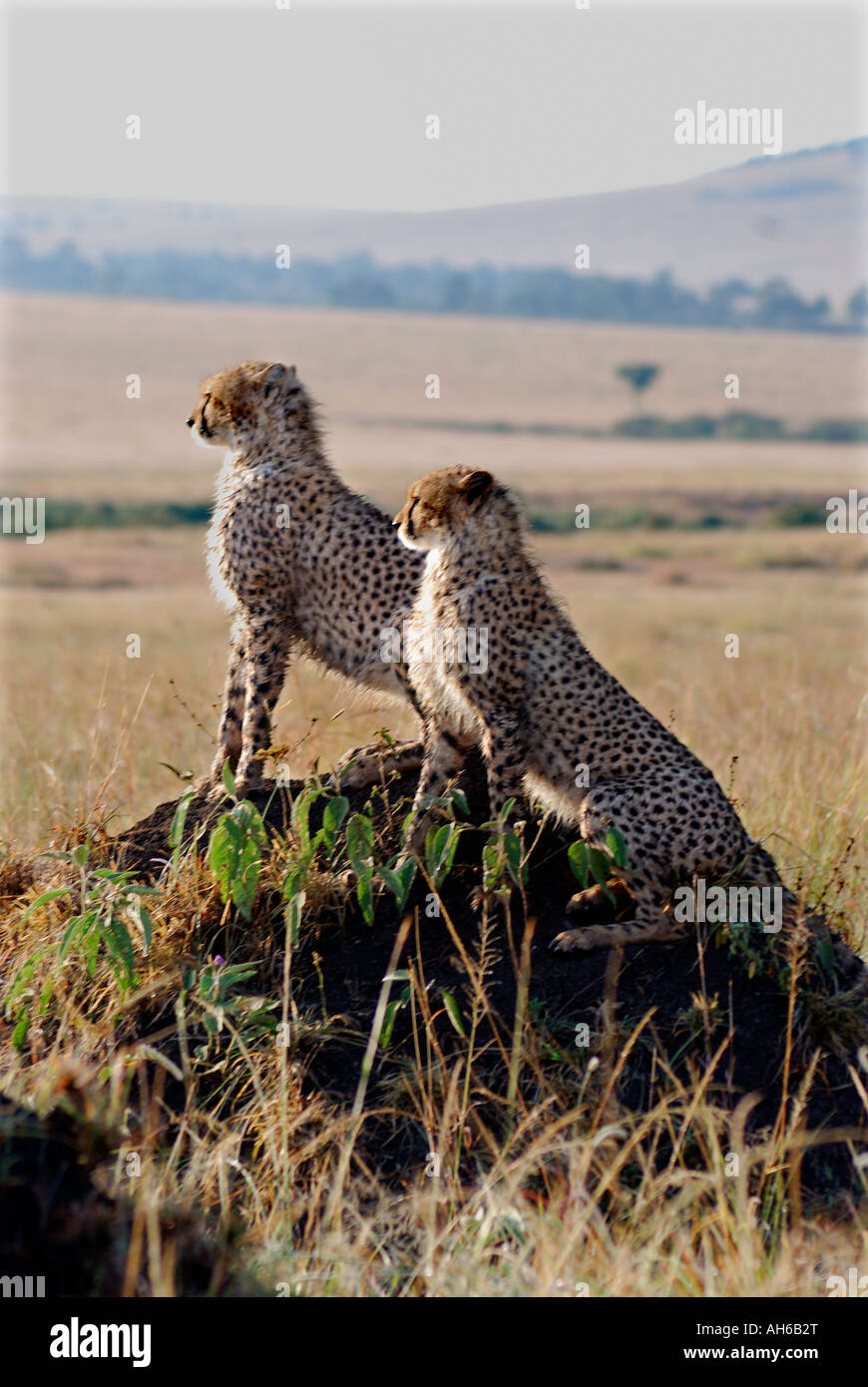 Deux jeunes alerte guépard assis sur une termitière dans le Masai Mara National Reserve Kenya Afrique de l'Est Banque D'Images