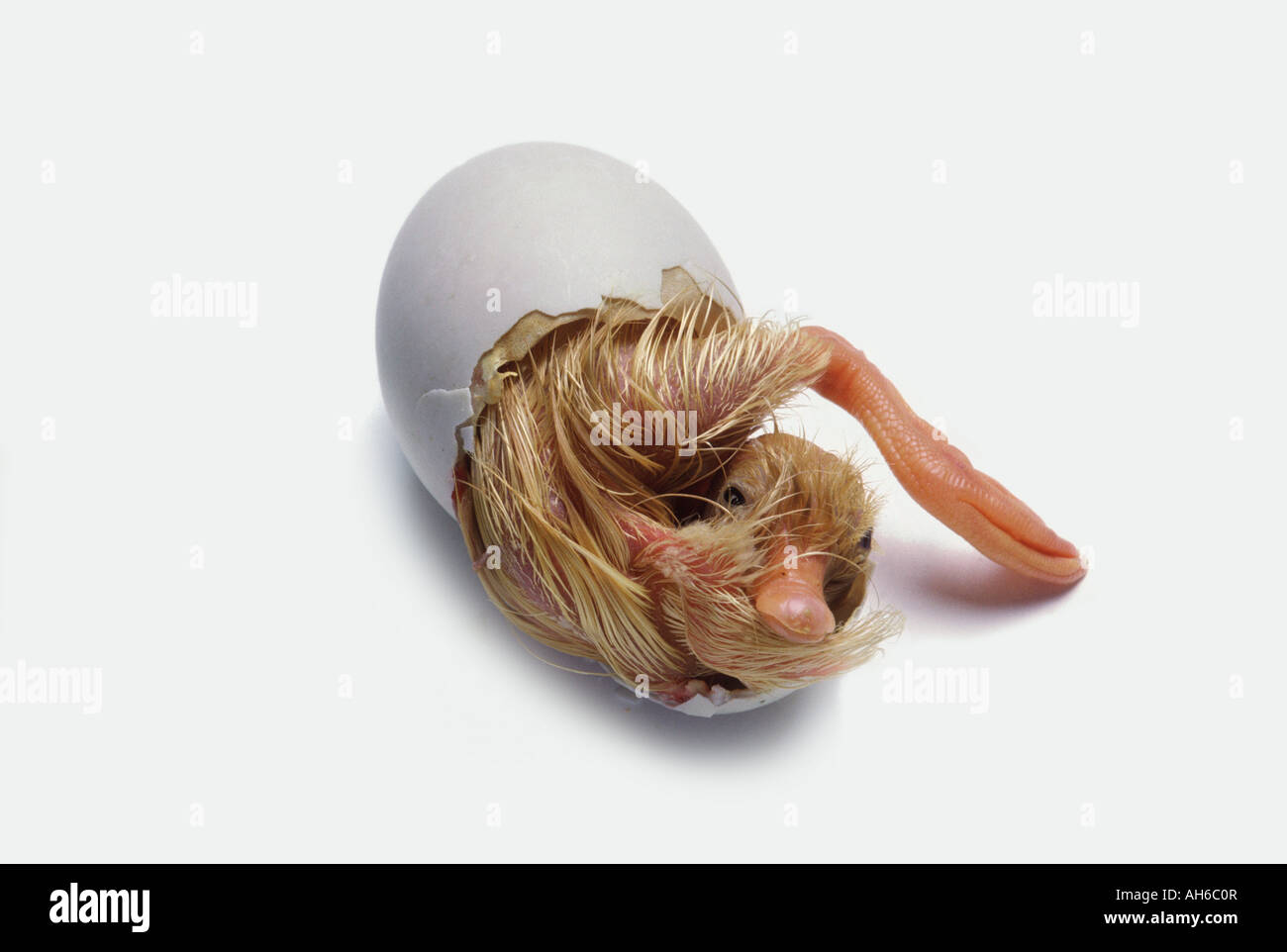 Livre blanc de l'Œuf à couver caneton Campbell épuisé et peine à sortir de la coquille Banque D'Images