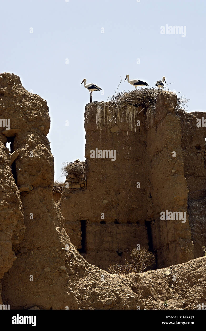 Les cigognes dans leur nid sur les toits d'Agard N'Aït Bouguemez Ouzrou village dans la vallée du haut Atlas Maroc Banque D'Images