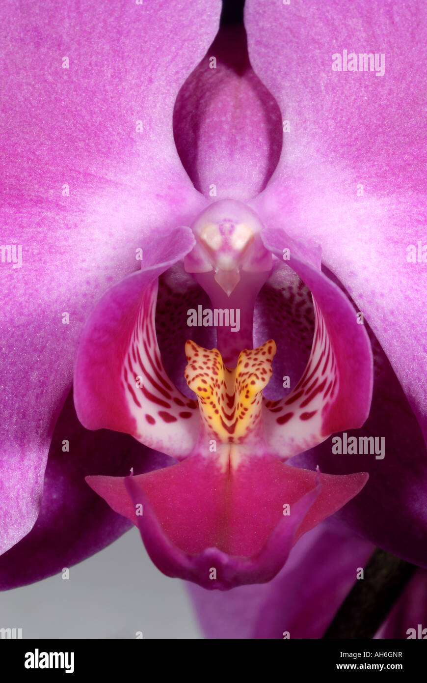 Fleur et pièces florales d'une orchidée Phalaenopsis plante pot Banque D'Images