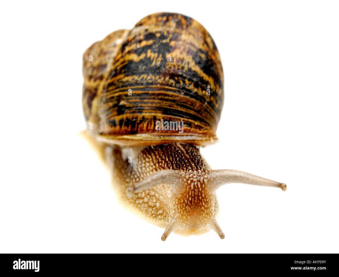 Unique commun Escargot Lent isolé sur un fond blanc avec aucun peuple et un chemin de détourage Banque D'Images