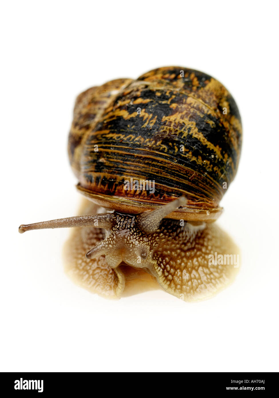 Unique commun Escargot Lent isolé sur un fond blanc avec aucun peuple et un chemin de détourage Banque D'Images