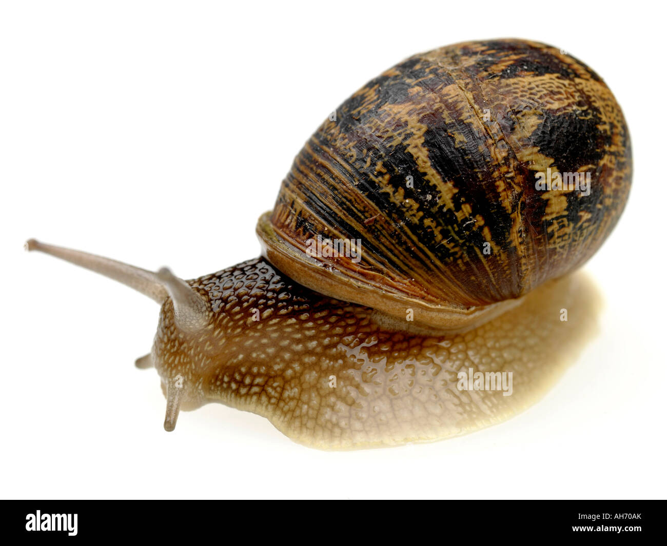 Unique commun Escargot Lent isolé sur un fond blanc avec aucun peuple et un chemin de détourage Banque D'Images