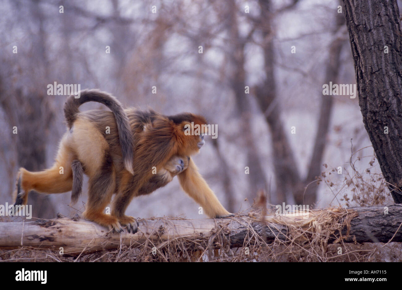Snub Golden Monkey nez la mère et l'enfant Banque D'Images