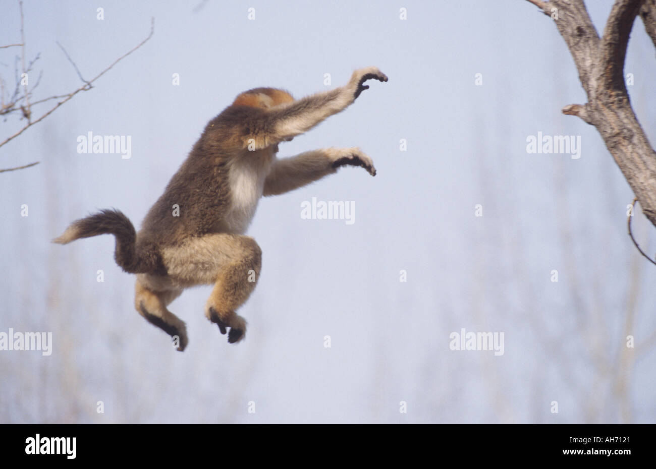 Les jeunes golden snub nosed monkey sautant Banque D'Images