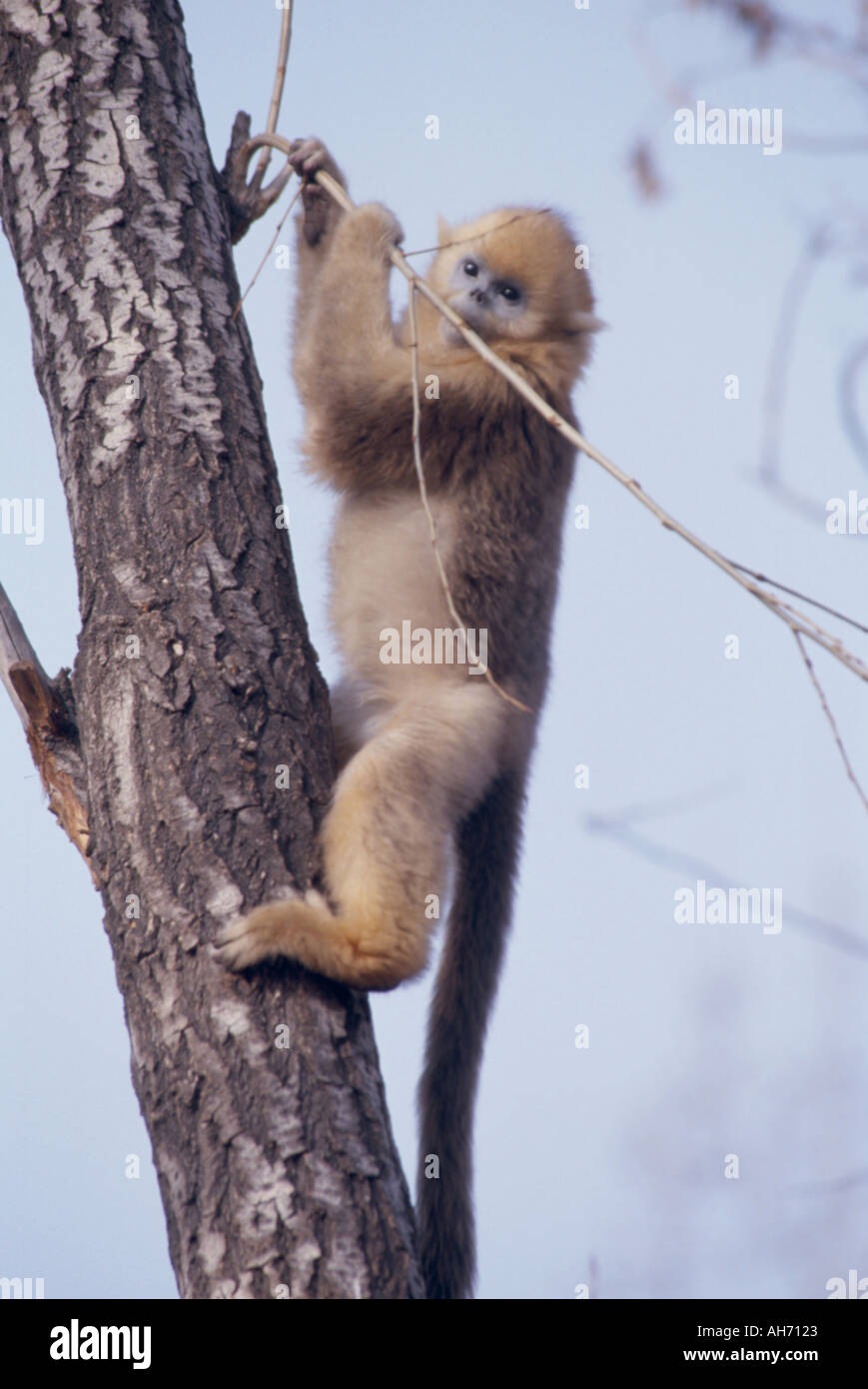 Les jeunes golden snub nez d'alimentation singe Banque D'Images