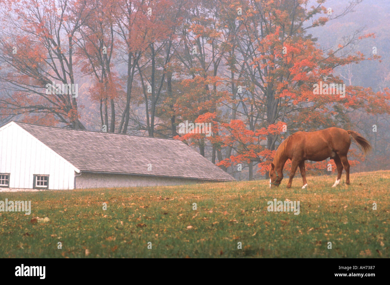 Calèche dans un paysage agricole d'automne PA Valley Forge Banque D'Images