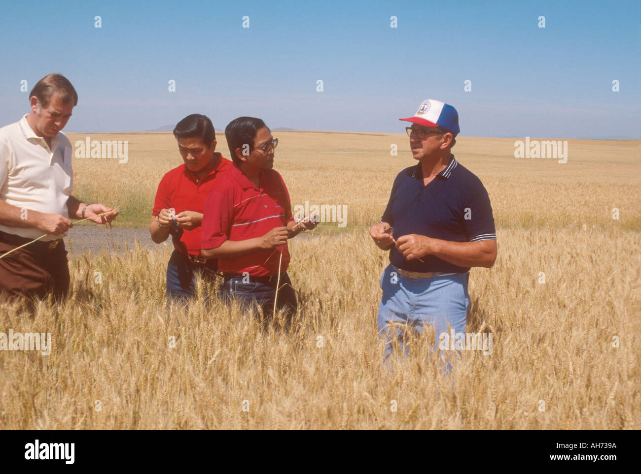 Les acheteurs de grain philippine d''un champ de blé dans l'Idaho Banque D'Images