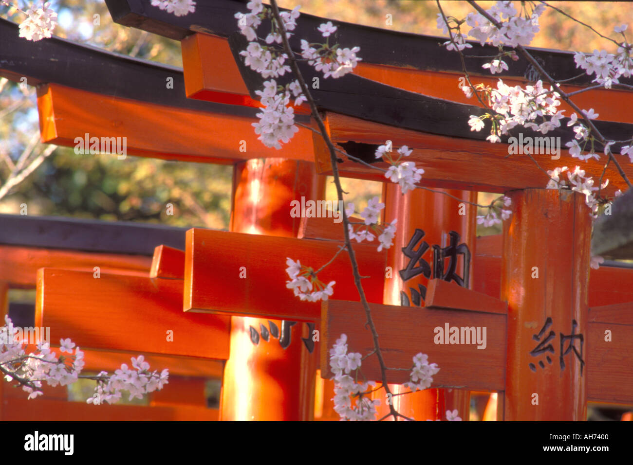 Les fleurs de cerisier ajoutent une touche de printemps à un modèle de torii vermillon culte gates à Kyoto Banque D'Images