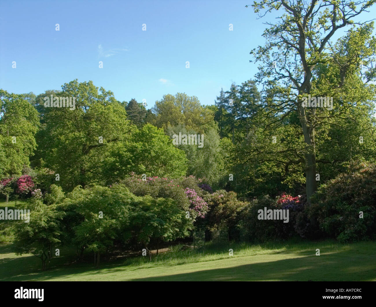 Terrain paysagé avec rhododendrons Banque D'Images Terrain paysagé avec rhododendrons Banque D'Images